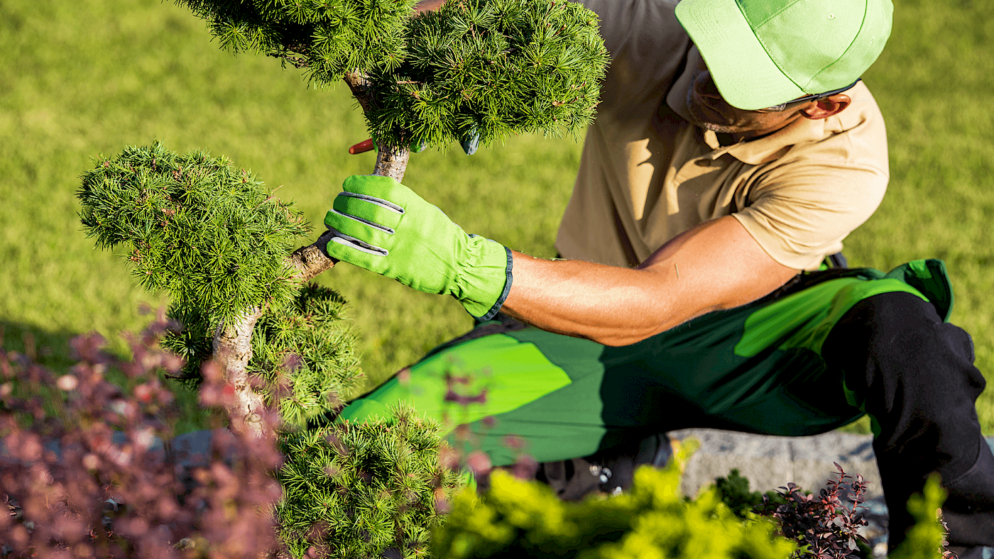 Local gardener trimming plants and shrubs - request a quote
